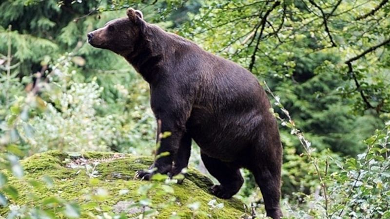 Slovenka ochránila syna před medvědem. Několikrát ho bodla vidlemi